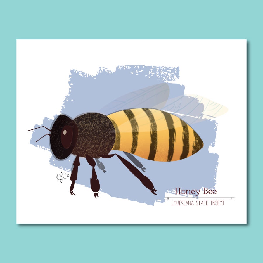 Apis mellifera -- Honey Bee