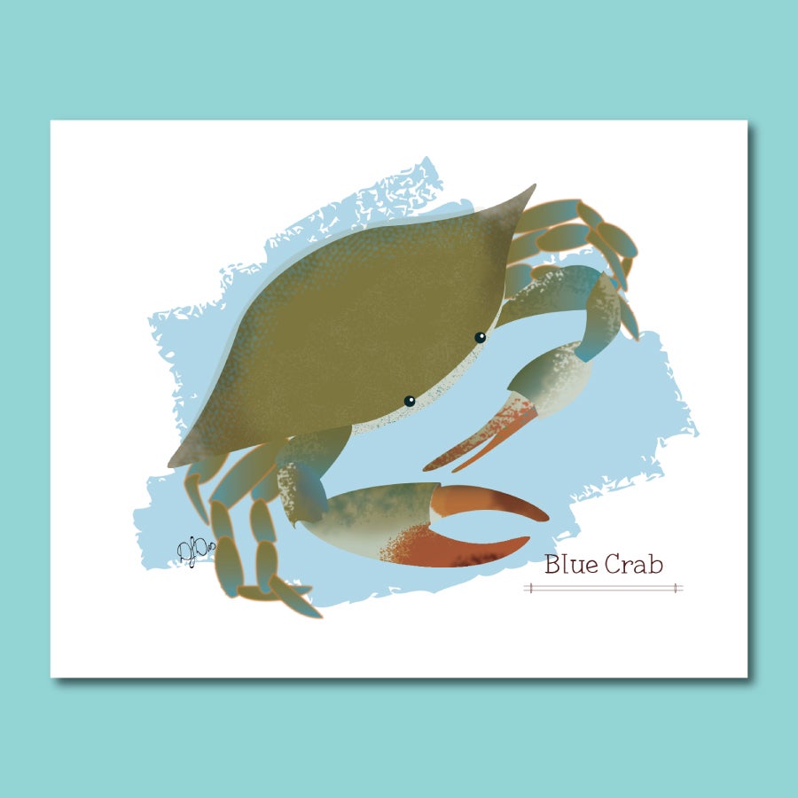 Callinectes sapidus -- Blue Crab